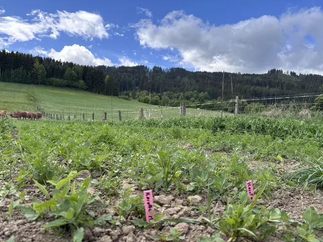 Regenerative Landwirtschaft fördert einen gesunden Boden - und umgekehrt. | Foto: MeinBezirk/Julia Gerold