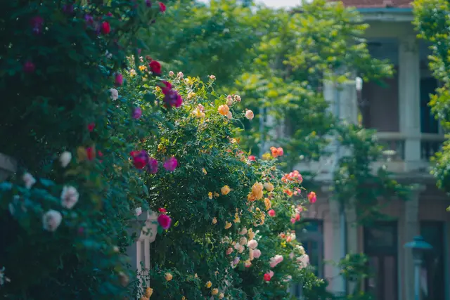 Unter dem Motto „Frühlingsfreuden“ präsentieren die Schaugärten die ökologische Vielfalt der niederösterreichischen Gartenkultur.  | Foto: pexels