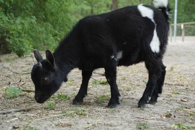 Die Ziege Susi ist ein wahrer Star im Tierpark, bekannt wurde sie durch ein Video auf Social Media. | Foto: Victoria Nagy / MeinBezirk