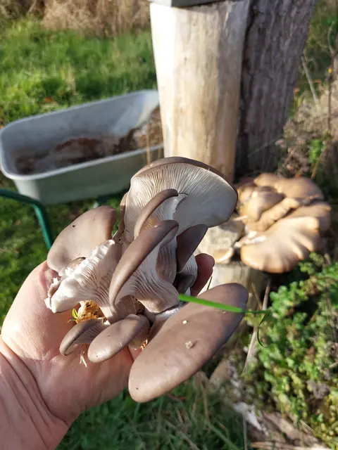 Auch Pilze wachsen | Foto: privat