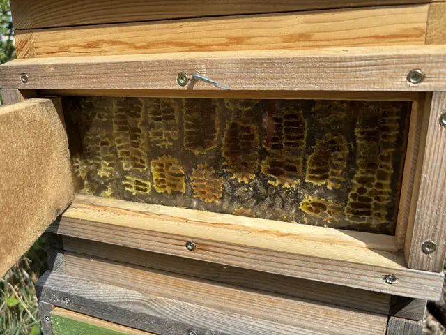 Auch ein Bienenvolk fühlt sich wohl | Foto: Daniel Schmidt