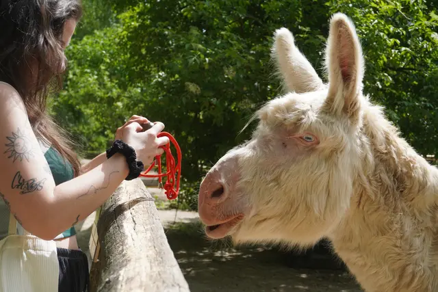 Besonders neugierig waren die Esel. | Foto: Victoria Nagy / MeinBezirk