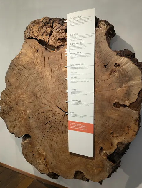 Baum-Querschnitt mit beschrifteten Jahresringen