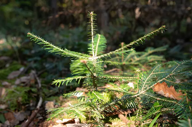 Eine Maßnahme, um sich an die Klimabedingungen anzupassen, ist die Naturverjüngung des Waldes. | Foto: oebf/Frank Helmrich