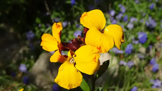 ... konnte den Goldlackblüten keinen Schaden zufügen. ... | Foto: © Silvia Plischek