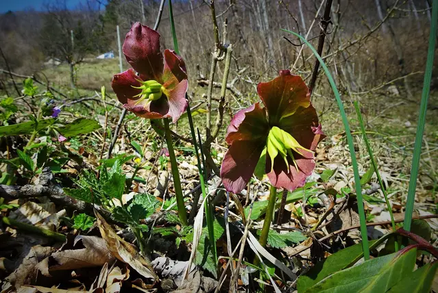 Beginnende und fortschreitende Grünfärbung der klassischen, weißen Schneerosen (Helleborus niger): Fotos 2 und 3 ... | Foto: © Silvia Plischek