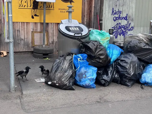 Zwei Krähen suchen zwischen Müllsäcken nach Essen.