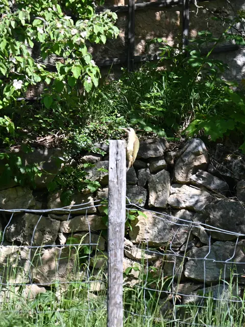Ein Specht