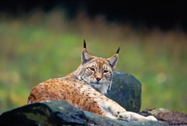 Perfekte Bedingungen für die scheuen Luchse in unserer Region | Foto: Hans Galder/4nature