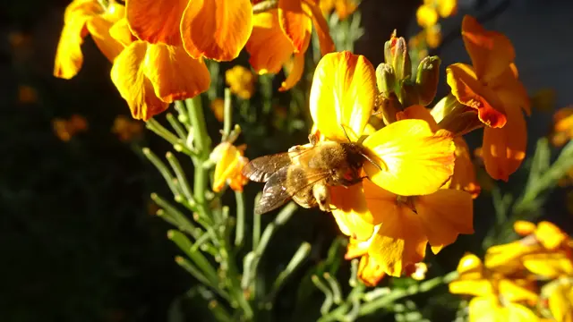 ... sondern auch Bienen &amp; Co., denn für die sind die duftenden Blüten mit ihrem Nektar und Pollen stets eine willkommene Mahlzeit.  ...😃👍😉...
 | Foto: © Silvia Plischek