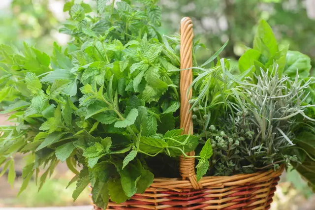 Kräuter aus dem eigenen Naturgarten sind besonders wohlschmeckend und gesund. | Foto: AdobeStock