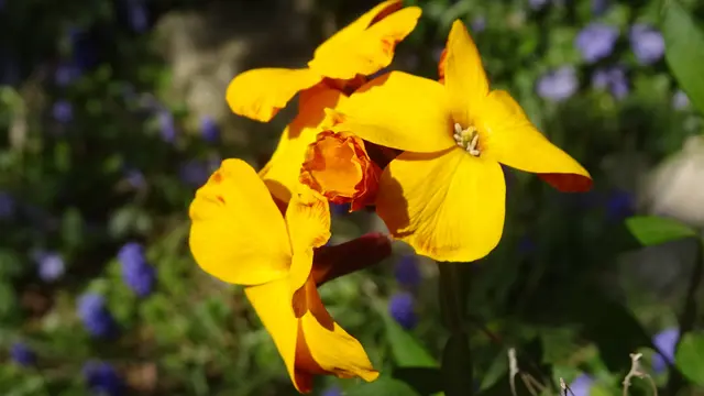 Davon gänzlich unbeeindruckt setzten sie ab 11. April ihre bereits begonnenen Blühphasen fort, ... | Foto: © Silvia Plischek