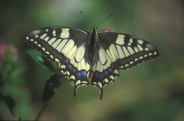 Schwalbenschwanz (Papilio machaon)  | Foto: Josef Limberger