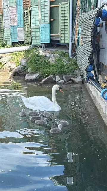 Gemeinsam mit der Mutter wird bereits die Donau erkundet.  | Foto: VCBC