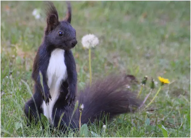 ...Eichhörnchen fressen auch sehr gerne Pusteblumen 