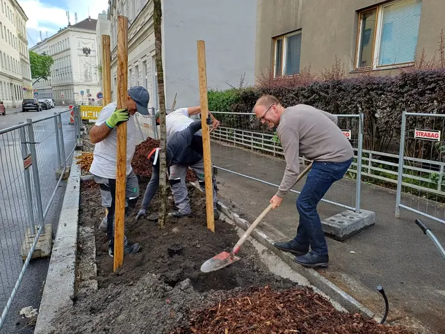 Neue Bäume für die Braunhirschengasse