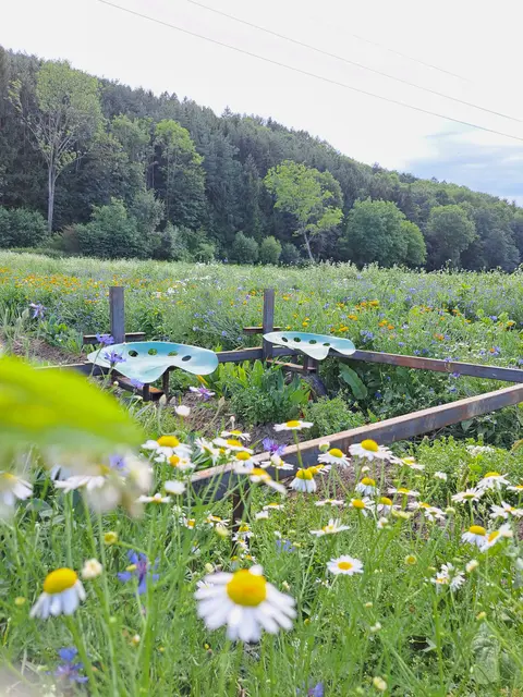 Gemüseacker und Blühstreifen. | Foto: Fruhmann