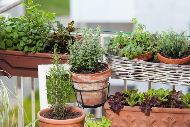 Welche Kräuter baue ich wann auf meinem Balkon an? | Foto: Shutterstock