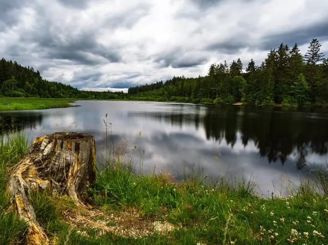 Das Tannermoor im Bezirk Freistadt ist ein Natura 2000 Europaschutzgebiet. | Foto: Gemeinde Liebenau