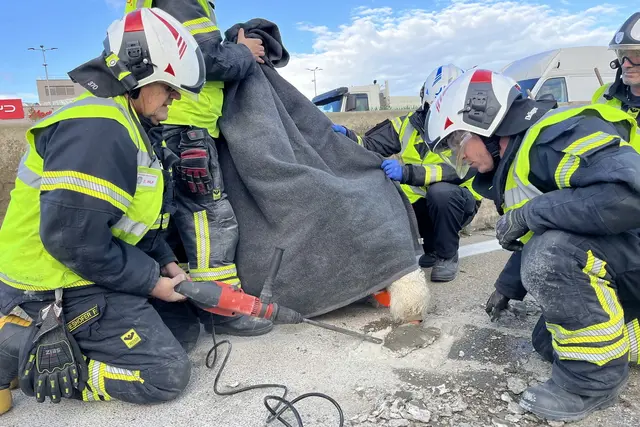 Die Aktion auf der Südautobahn forderte Einsatzkräfte wie auch die Nerven der Verkehrsteilnehmenden. | Foto: Freiwillige Feuerwehr Wiener Neudorf