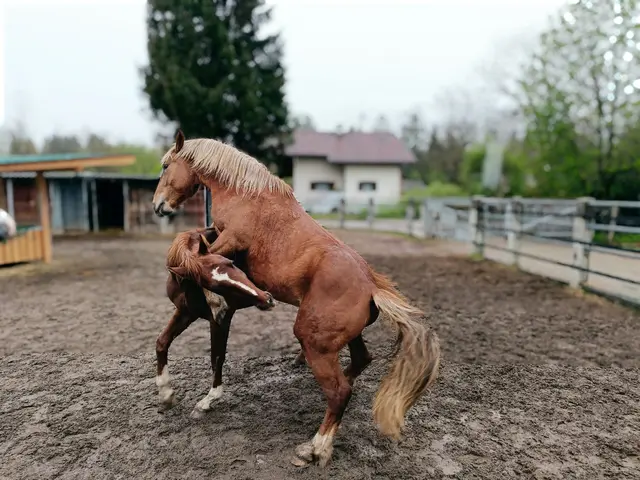 Foto: tierschutzverein