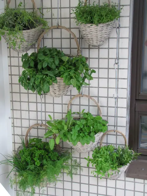 Ein hängender Kräutergarten am Balkon, so spart man sich Platz und hat trotzdem eine große Vielfalt an Kräutern. | Foto: Pixabay/Freja (Symbolbild)
