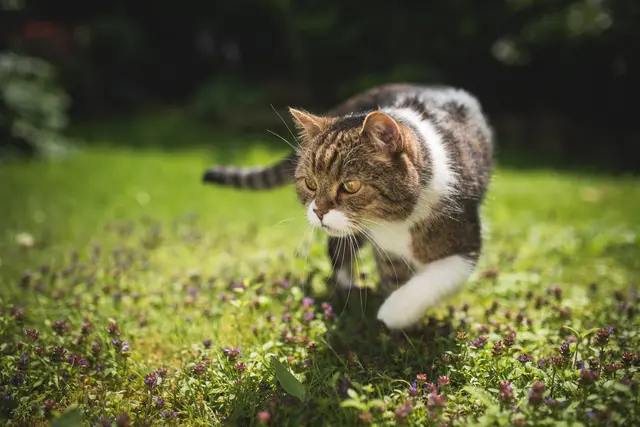 Das Tier litt an lange andauernden Schmerzen und Bewegungseinschränkungen. (Symbolfoto) | Foto: stock.adobe.com/at/furryfritz 