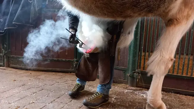 Pflege und Versorgung in der Pferdeklappe in Reutte