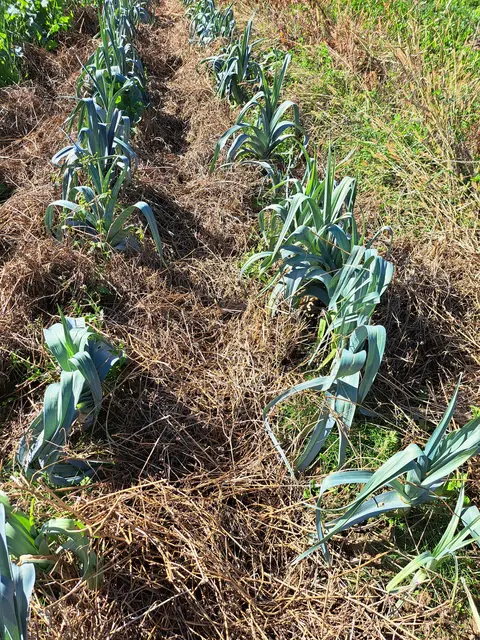Mulchschicht beim Lauch | Foto: Fruhmann