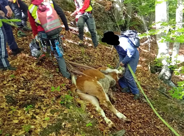 Kalb wird mit Seil geborgen. | Foto: Freiwillige Feuerwehr Kötschach-Mauthen