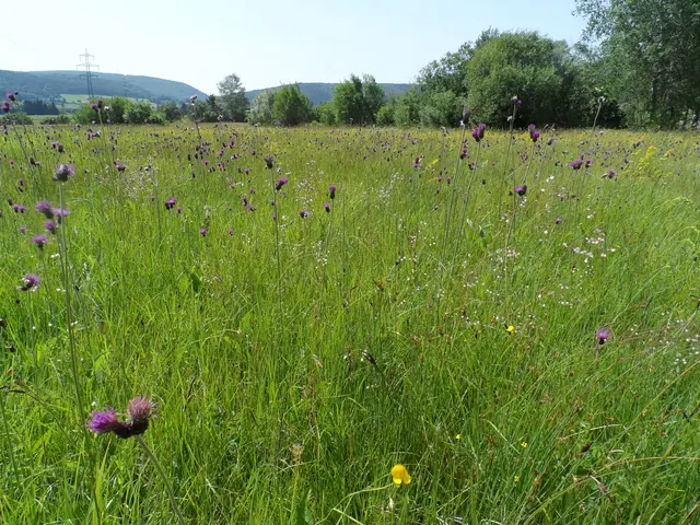 Pfeifengraswiese mit Bachkratzdisteln, echtem Labkraut und schillerndem Zittergras, ein streng geschützter Lebensraum (Hernstein) | Foto: Karin Enzinger