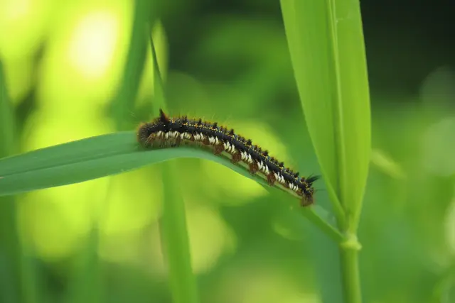 ...die Raupe der Grasglucke 
Ein Nachtfalter und mit seiner braunen Farbe eher unscheinbar als Schmetterling.