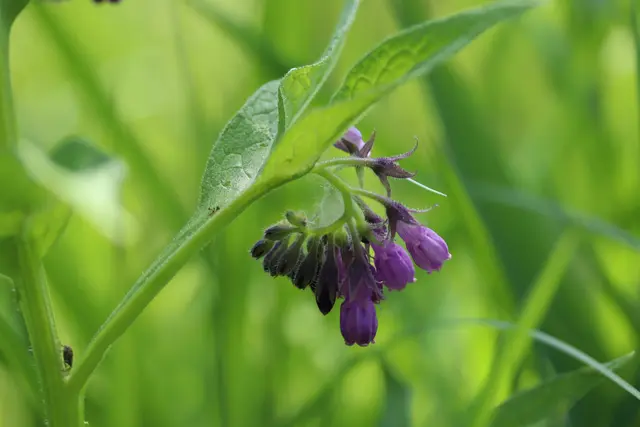 ...die Beinwellblüten leuchten aus der Wiese.
