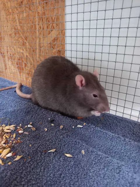 Auch einzeln sind sie aktiv unterwegs, doch am wohlsten fühlen sich Farbratten in Gesellschaft ihrer Artgenossen. | Foto: Tierschutzverein Tirol
