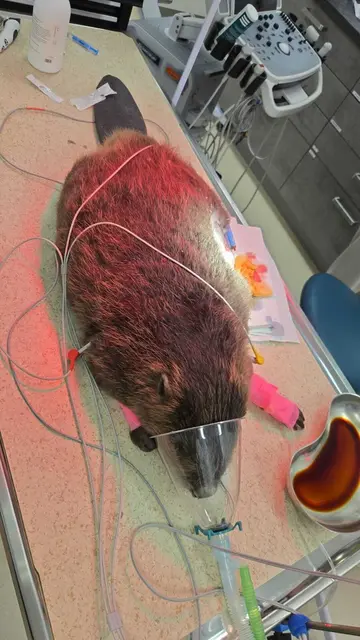 verletzter Biber im Tiermedizinischen Zentrum Teesdorf | Foto: Tiermedizinischen Zentrum Teesdorf