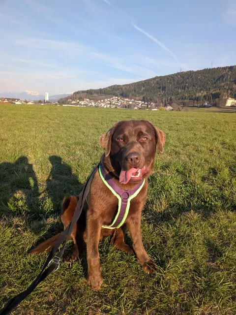 Nalle genießt die frische Luft und zeigt sich draußen aufmerksam und neugierig. | Foto: Tierschutzverein Tirol