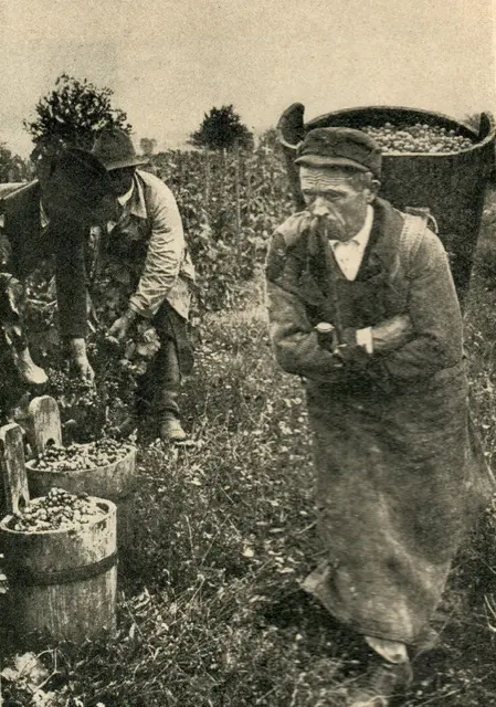 Die Weinlese in frühen Zeiten in Rust.  | Foto: Archiv der Freistadt Rust