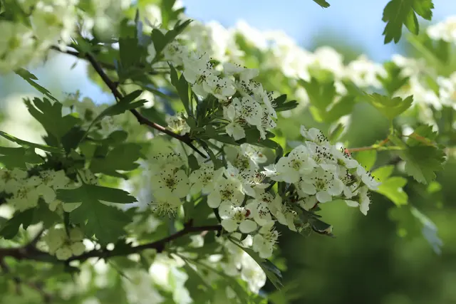 ...zauberhaft sind die Blüten des Weißdorn..