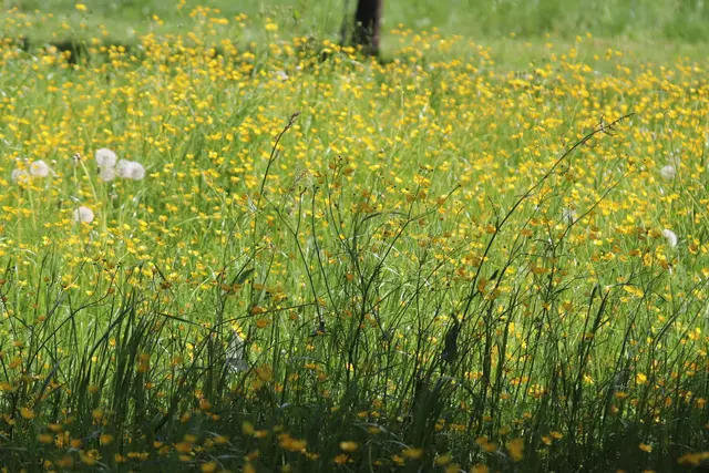 ...eine Wiese voller Hahnenfußblüten. 