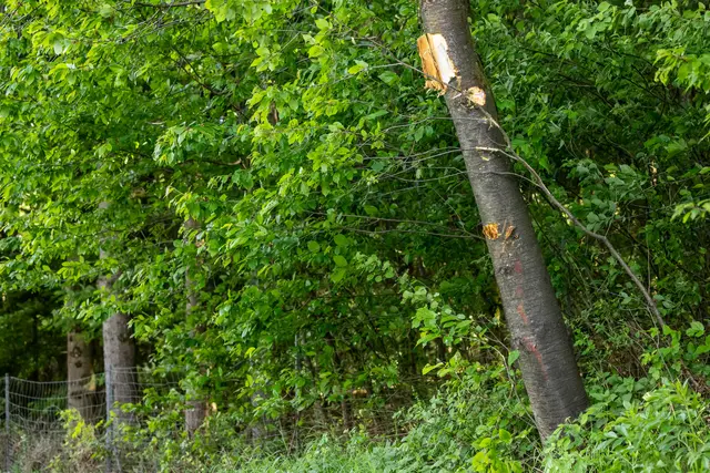 Foto: Fotokerschi/Flanz Plechinger