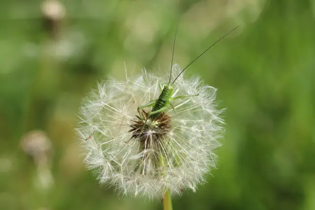 ...versteckt im Löwenzahn hat sich diese kleine Nymphe einer Langfühlerschrecke.