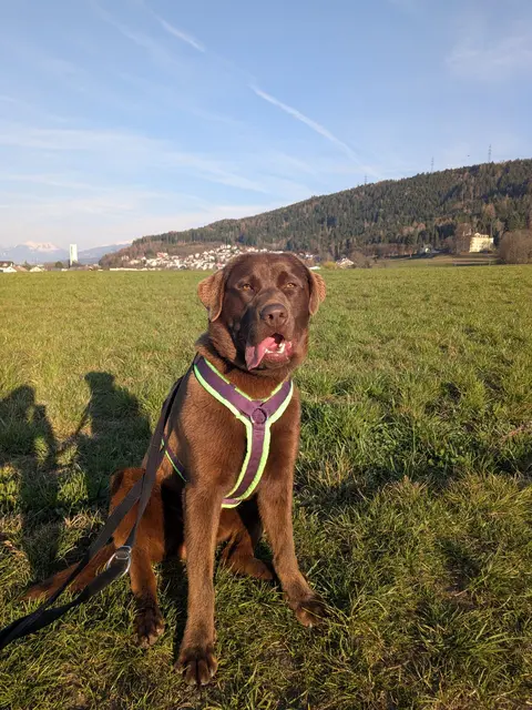 Der junge Labrador ist gerne unterwegs: Bewegung und gemeinsame Aktivitäten sind für ihn besonders wichtig. | Foto: Tierschutzverein Tirol
