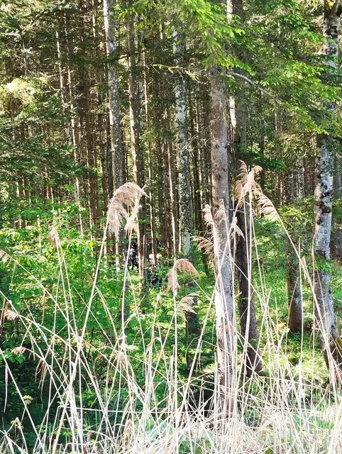 Waldspiele auf der Buchau mitten in der Natur | Foto: Veronika Frank