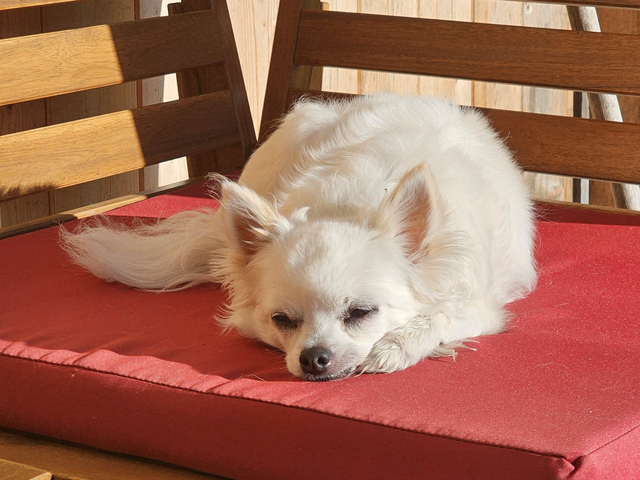 Gipsy sucht ein ruhiges Zuhause bei Menschen mit Zeit. | Foto: Tierheim Linz