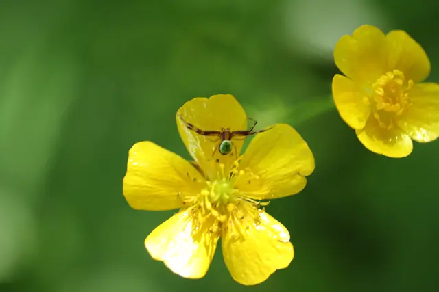 ...winzig zeigt sich die veränderliche Krabbenspinne auf der Hahnenfußblüte.