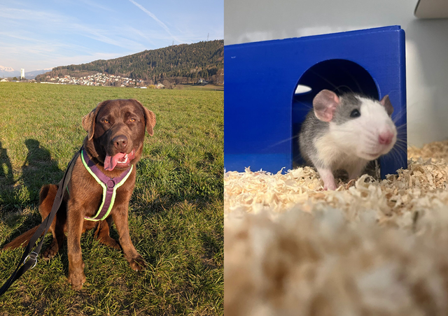 Vom energiegeladenen Nalle bis zur neugierigen Farbratte – im Tierheim warten ganz unterschiedliche Tiere auf ihre Chance. | Foto: Tierschutzverein Tirol