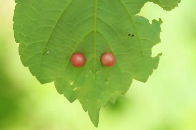 ....da schau ich und ihr auch....🤭
"GALLEN-AUGEN"