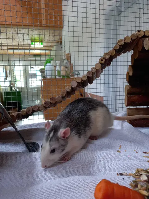 Klettern, erkunden und verstecken: Eine artgerechte Umgebung ist für die intelligenten Tiere besonders wichtig. | Foto: Tierschutzverein Tirol