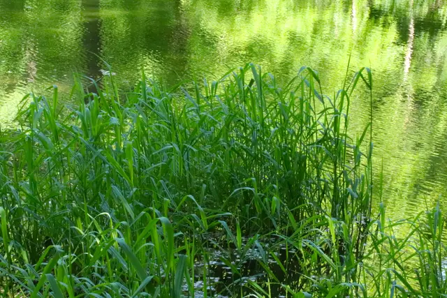 ...Gräser am Wasser.