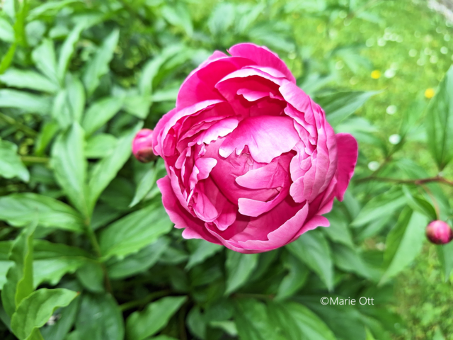 Pfingstrose, rosa